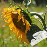 Elle résiste à la canicule, à l'oubli, au soleil brûlant, et elle fleurit quand même tout l'été