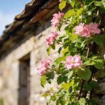 Personne ne l'arrose, personne ne la taille, et elle grimpe jusqu'au toit chaque printemps