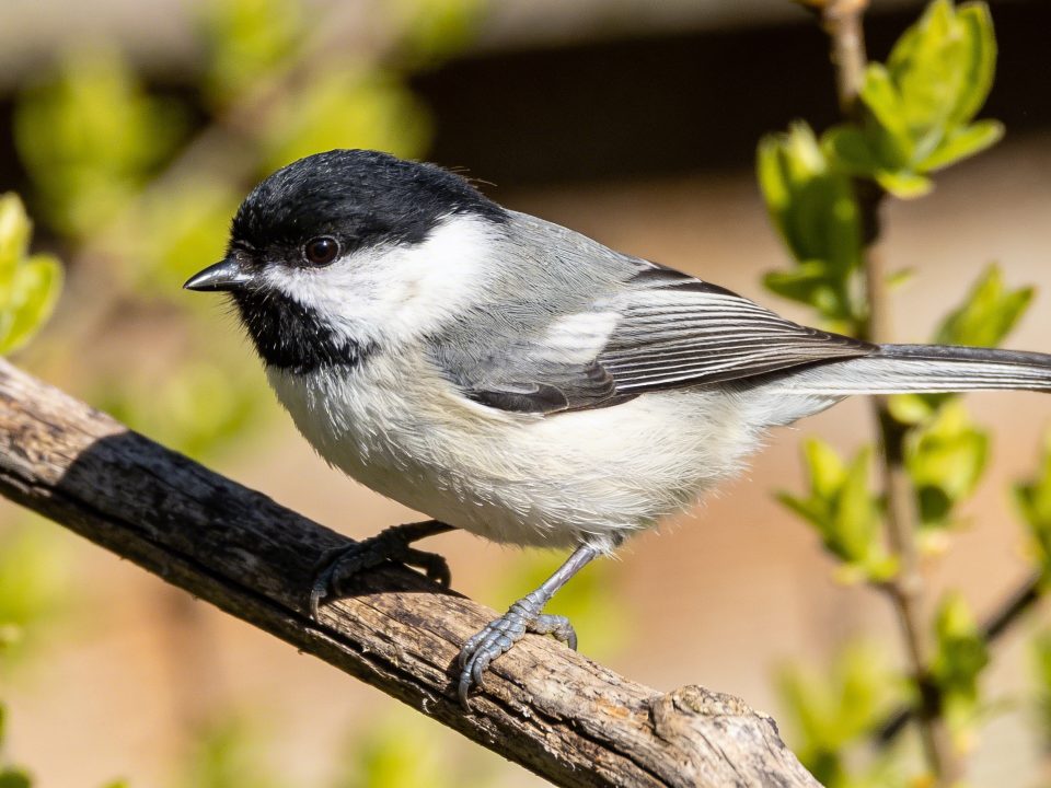 Pourquoi la mésange charbonnière déserte certains jardins en avril alors qu'elle y était tout l'hiver
