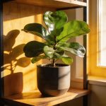 Votre ficus souffre depuis le début, voilà la plante qui aurait dû prendre sa place